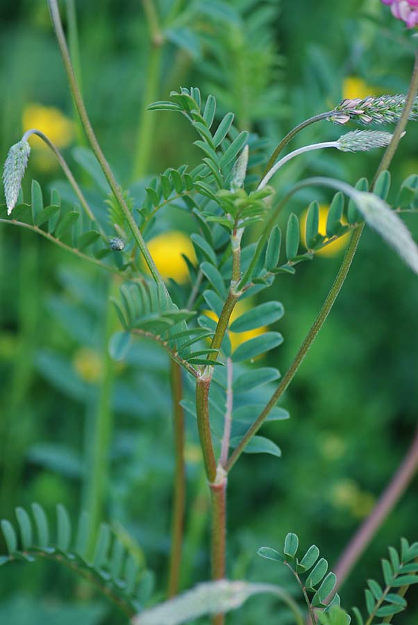 Onobrychis vicifolia / Lupinella comune